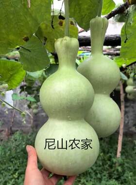 农家四季葫芦籽葫芦种子纯