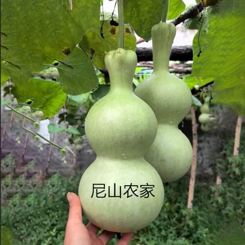 农家四季葫芦籽葫芦种子纯