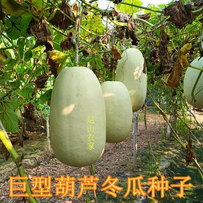 冬瓜葫芦特大八宝种子手捻葫芦