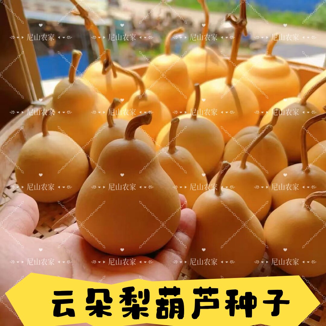 对花提纯云朵梨葫芦种子