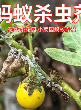 菊酯杀虫剂蚂蚁药除黑蚂蚁农药