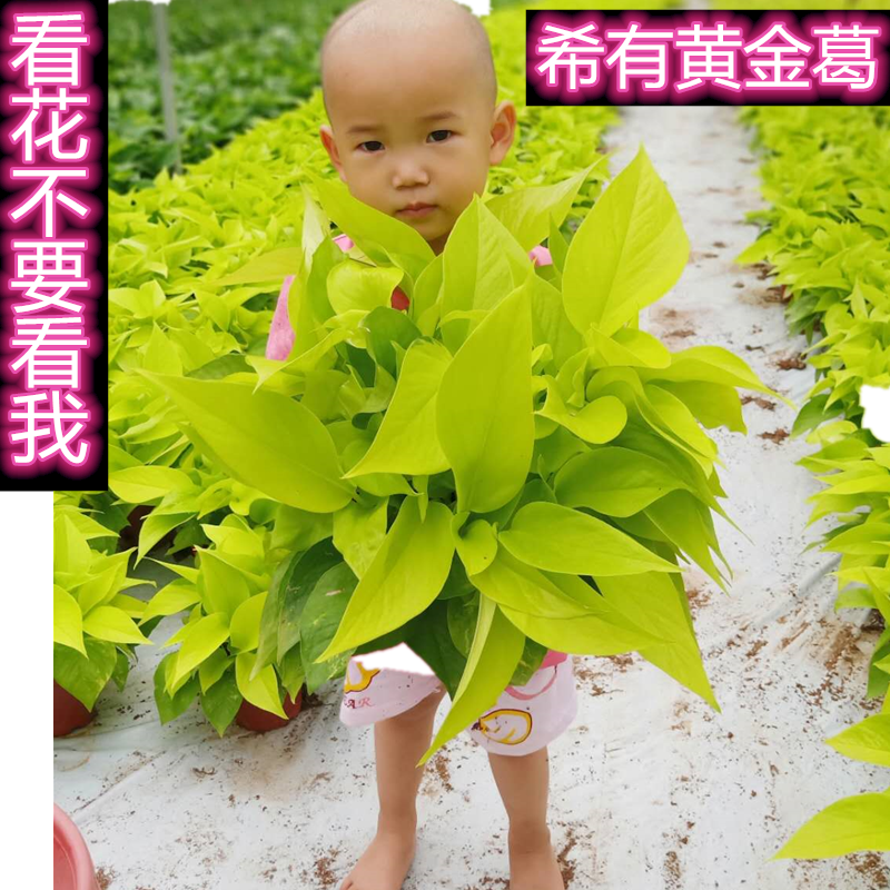四季好养小盆栽植物室内花叶绿萝桌面黄金葛净化空气防辐射吸甲醛