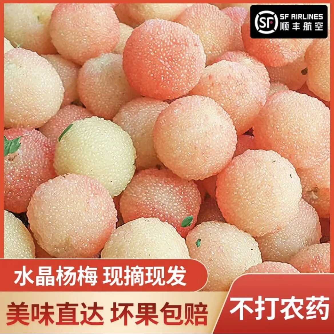 温州特产泰顺百丈露天大果颗粒礼盒装新鲜水晶白杨梅现摘现发