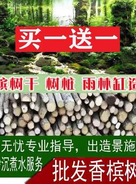 香槟树干森林造景沉木水草