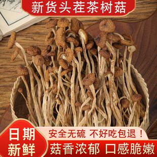 新货茶树菇干货香菇干货茶薪菇古田特产级农家菌菇蘑菇煲炖汤500g