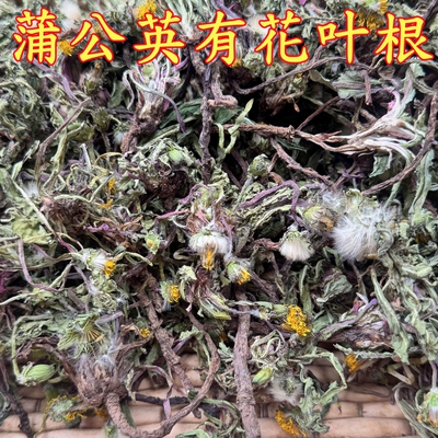 干蒲公英新品整株干净有根叶花