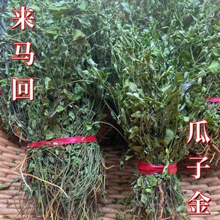 瓜子金新货干品来马回勒马回乱马回惊风草辰砂草整颗有根深山采挖