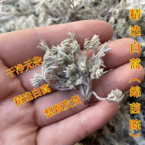 2026年的绵茵陈白蒿整颗干净无杂