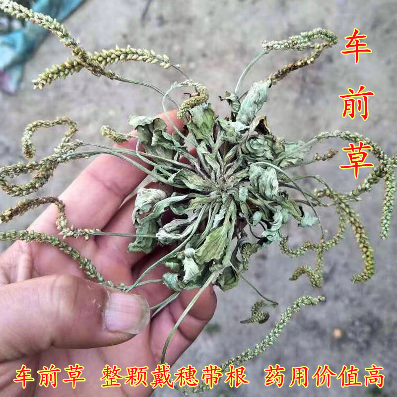 车前草自然晒干无杂质