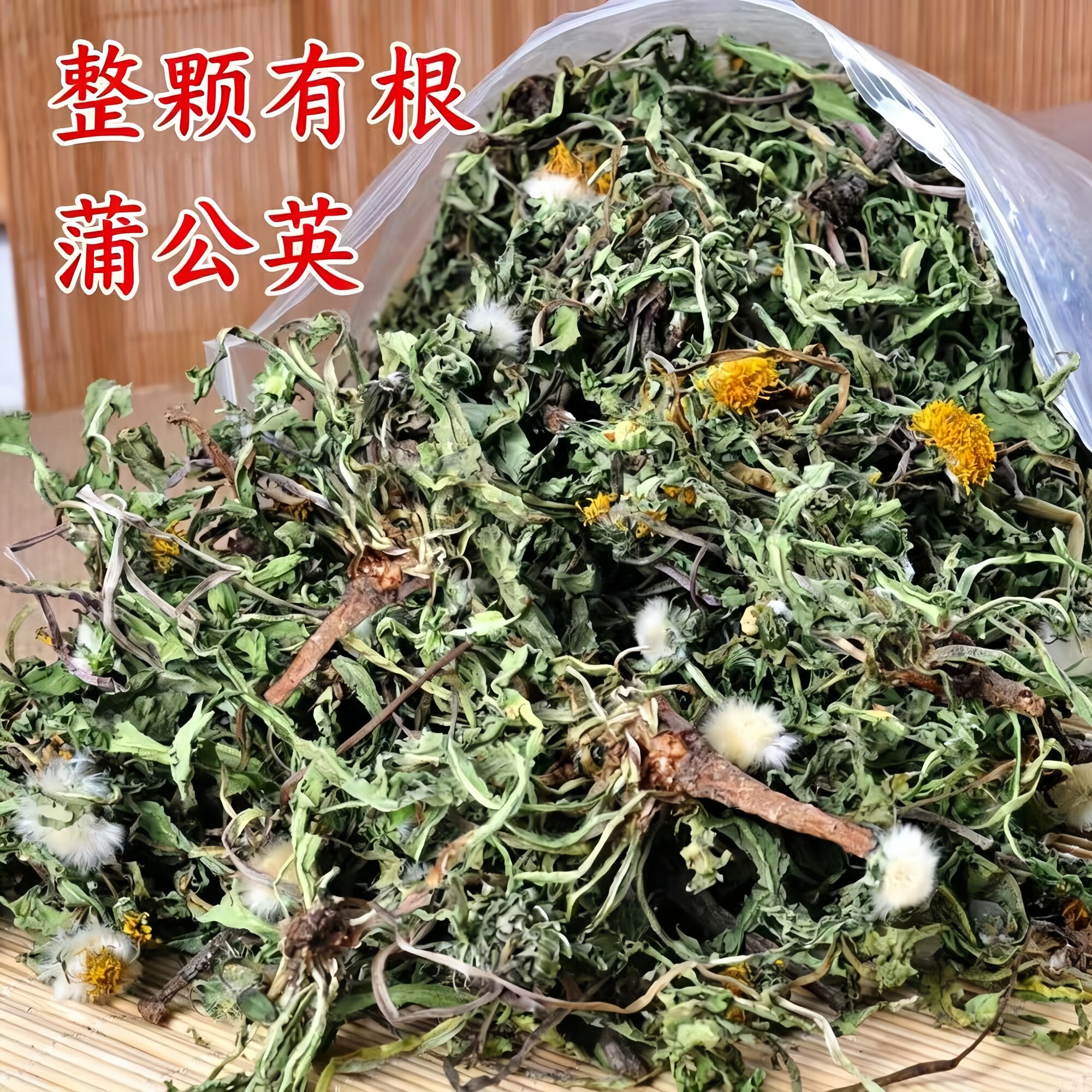 整棵干蒲公英有根花叶干净无杂