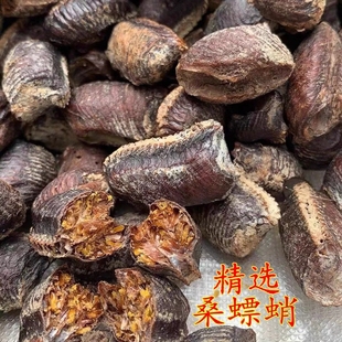 桑螵蛸超多卵精选桑螵蛸刀螂籽螳螂子螳螂蛋螳螂卵干鲜都有桑螵蛸