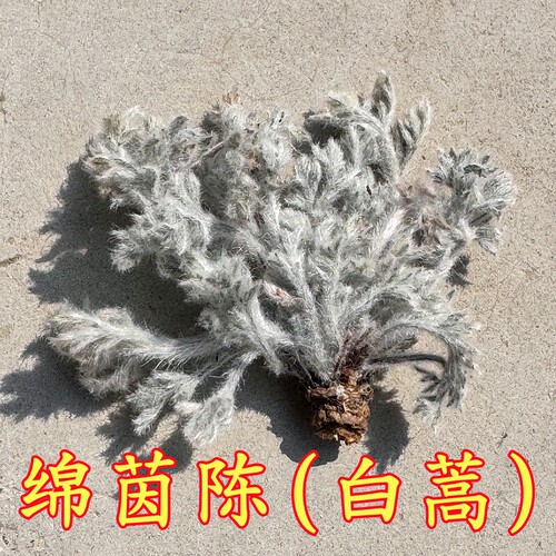 绵茵陈白蒿嫩芽整颗阴干人工去杂