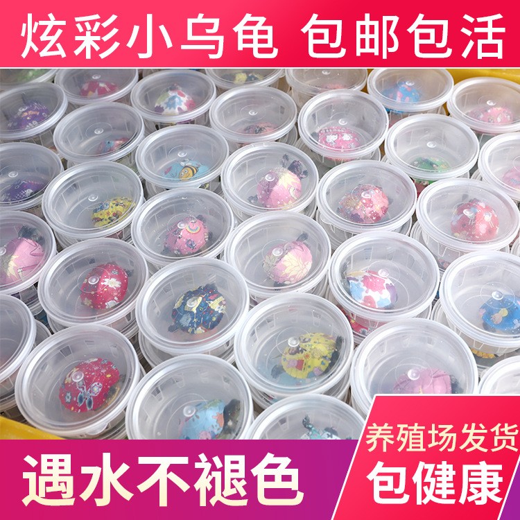炫七彩小烏龜彩小烏龜網紅