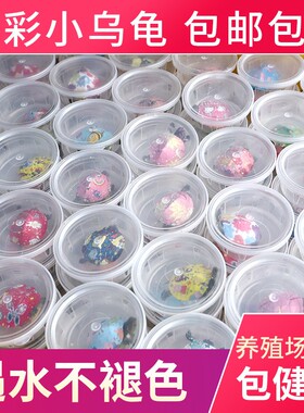 七彩小乌龟小乌龟炫彩小乌龟苗网红卡通活体活物情侣彩色迷你宠物