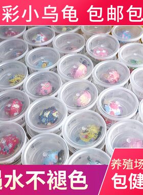 炫七彩小乌龟彩小乌龟网红