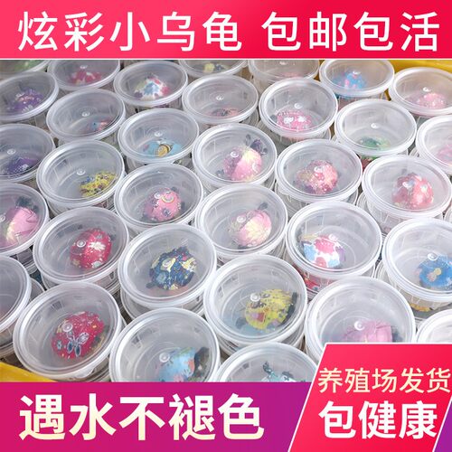 炫七彩小乌龟彩小乌龟网红