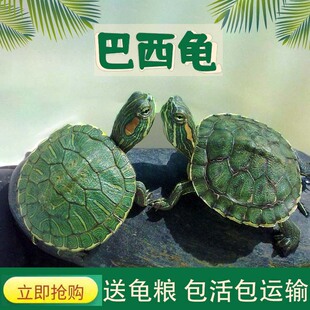 外塘大小乌龟巴西龟苗乌龟红耳龟观赏龟水龟情侣龟地摊夜市包邮