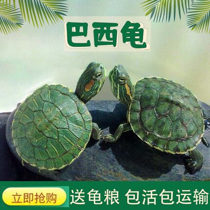 外塘大小乌龟巴西龟苗乌龟红耳龟观赏龟水龟情侣龟地摊夜市包邮