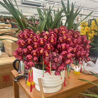 年宵花春节大花惠兰组盆盆栽送领导亲戚串门喜庆祝福北京鲜花送花