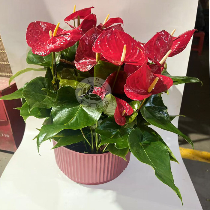 年宵花红掌盆栽5株组盆绿掌办公室家庭过节送朋友串门亲戚北京花