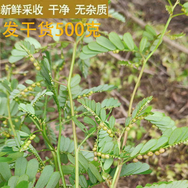 叶下珠珍珠草新晒无硫中药材阴阳草夜合草珠仔草夜盲草带根全棵草