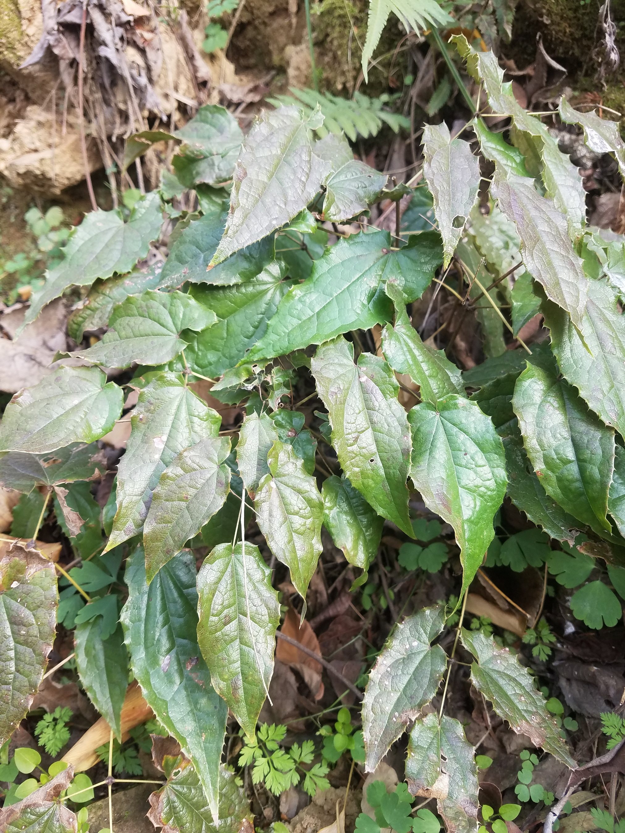 淫羊藿500g秦岭仙灵脾中药材霪淫洋羊藿霍叶粉泡酒非菟丝子肉苁蓉
