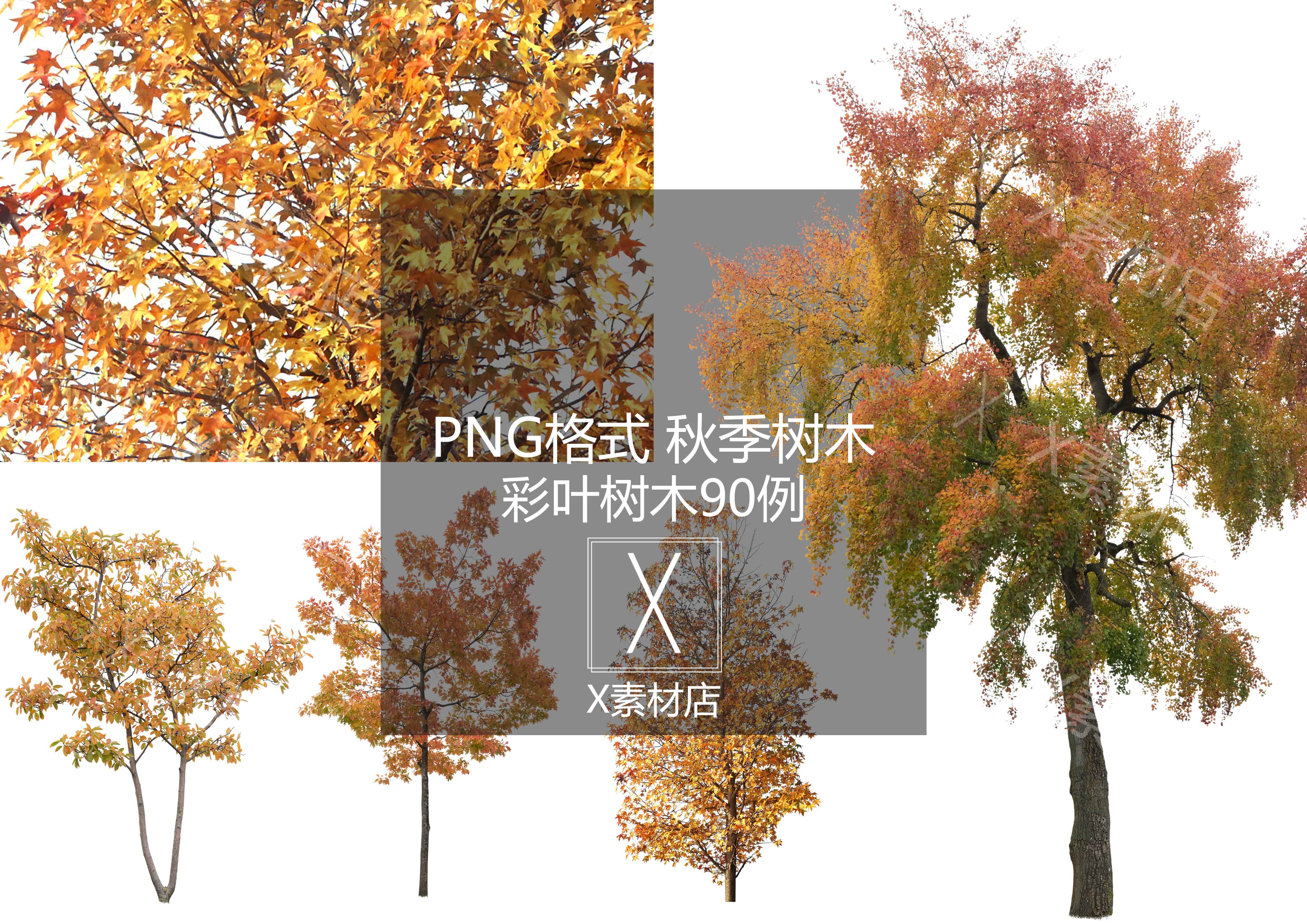 PNG 秋季彩叶树木植物景观建筑设计效果图后期素材