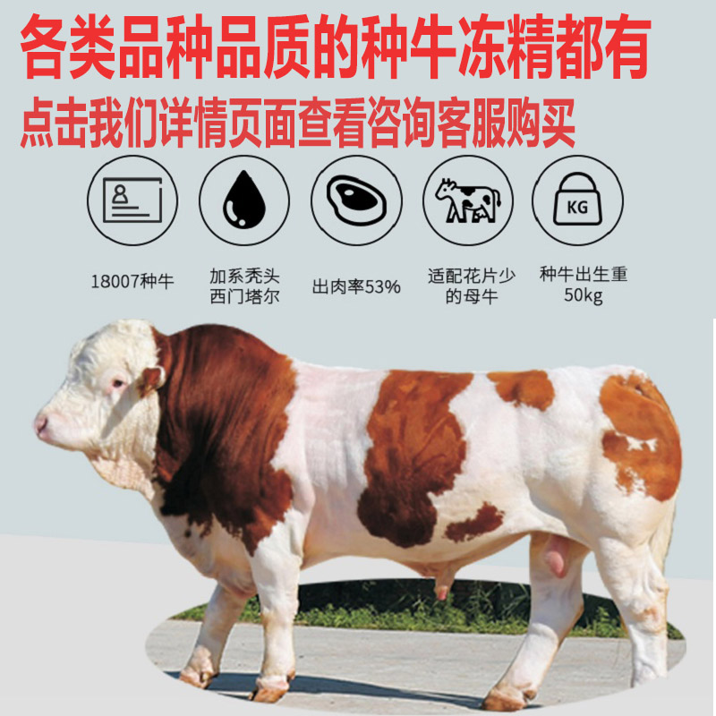 牛冻精西门塔尔和牛莫拉娟珊牛进口乳肉用型人工改良配种牛冻精子