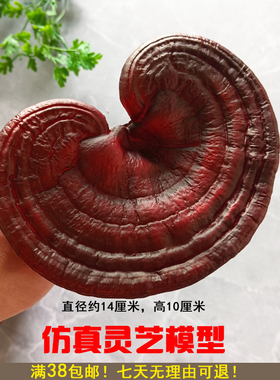仿真大灵芝模型中药材店铺展示软装装饰摆件工艺品拍摄道具