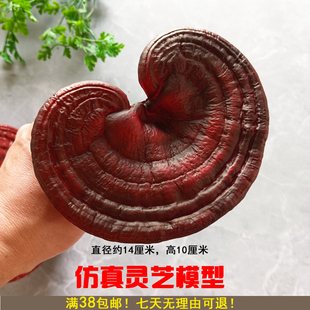 仿真大灵芝模型中药材店铺展示软装装饰摆件工艺品拍摄道具