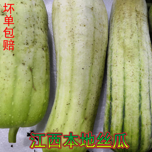 江西特产萍乡丝瓜现摘新鲜丝瓜现发本地农家丝瓜 3斤装包邮