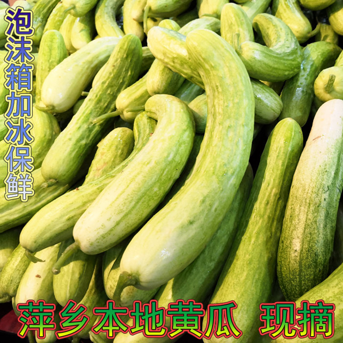 江西萍乡新鲜蔬菜黄瓜麻山本地勒瓜新鲜上市4斤装包邮