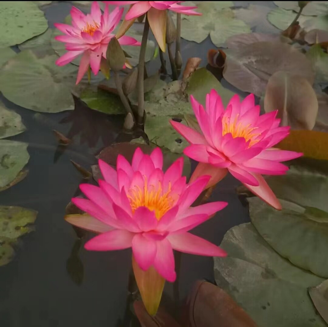 睡莲带花苞发货