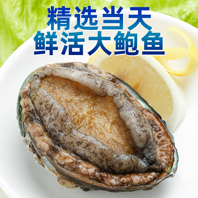 青岛崂山鲜活超大鲍鱼特大新鲜贝类海鲜水产正宗佛跳墙食材发顺丰