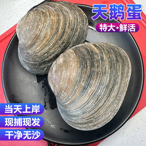 青岛野生鹅贝特大鲜活现发天鹅蛋
