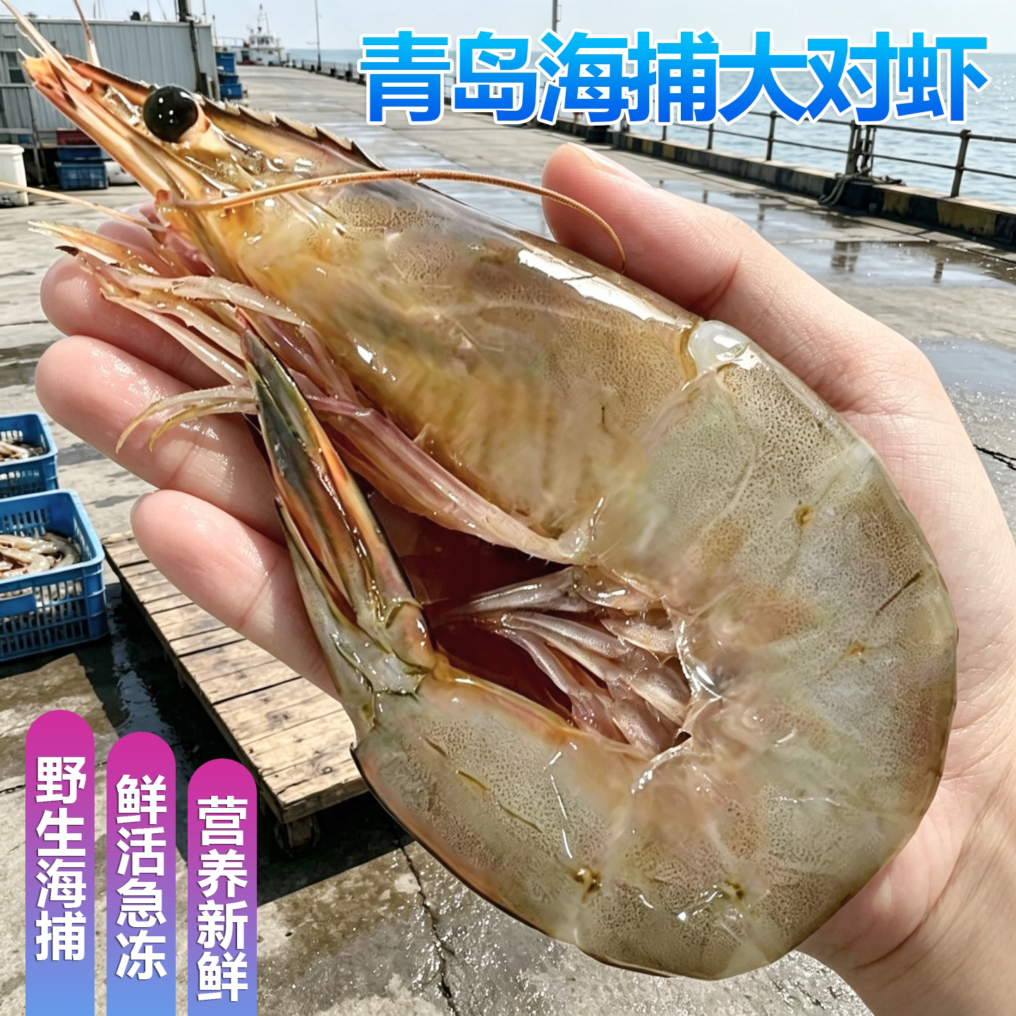 青岛海捕大对虾特大号大虾渤海湾鲜活冷冻超大海虾带膏超级大明虾