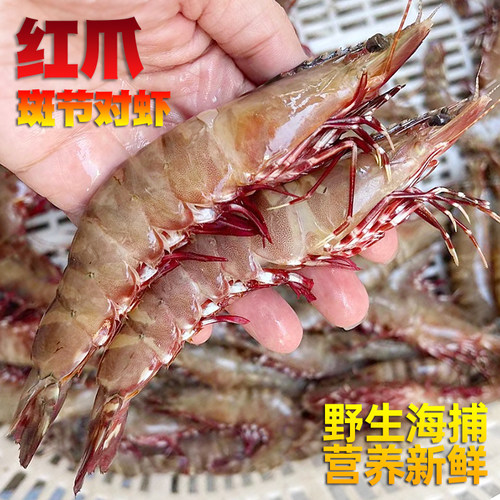 鲜活冷冻超大红爪斑节对虾竹节虾