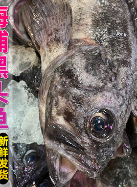 当天上岸海捕黑头鱼特大深海鱼