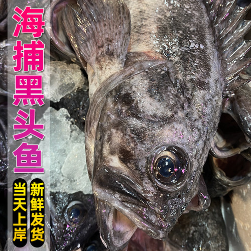 当天上岸海捕黑头鱼特大深海鱼