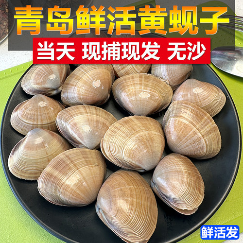 青岛鲜活黄蚬子特大号花甲王蛤蜊