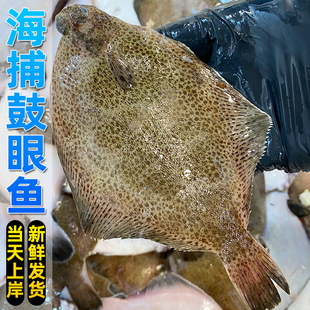 青岛鼓眼鱼古眼鱼鲜活冷冻海鲜水产花鲽鱼扁鱼平鱼新鲜深海鱼500g