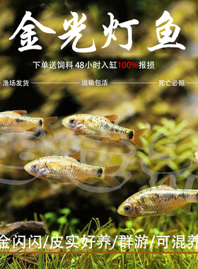 金光灯鱼金元宝鱼红绿灯科鱼小型鱼淡水鱼热带鱼观赏鱼水族活体鱼
