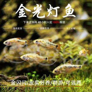 金光灯鱼金元宝鱼红绿灯科鱼小型鱼淡水鱼热带鱼观赏鱼水族活体鱼