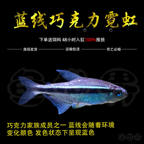 蓝线巧克力霓虹绯红巧克力小型草缸观赏鱼淡水高端热带鱼群游南美