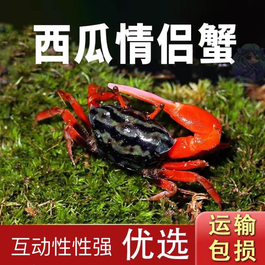 情侣蟹西瓜蟹水族懒人宠物观赏蟹淡水蟹相守七彩小螃蟹易养易活