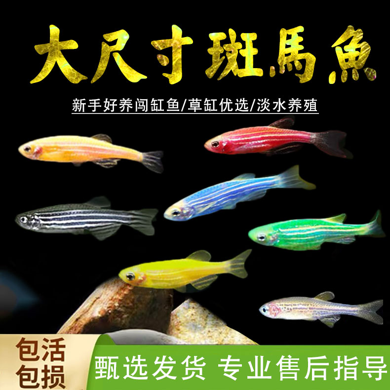 大号斑马鱼热带观赏鱼孔雀鱼灯科红绿灯鱼小型活鱼水鱼淡水好养