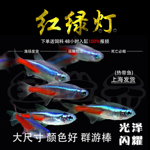 红绿灯小型灯科鱼孔雀鱼热带观赏鱼淡水宝莲灯鱼活体鱼群游鱼包邮
