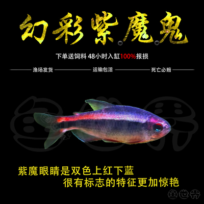 幻彩紫魔鬼蓝魔草缸小型鱼蓝魔鬼灯高端小型热带鱼南美灯鱼活体