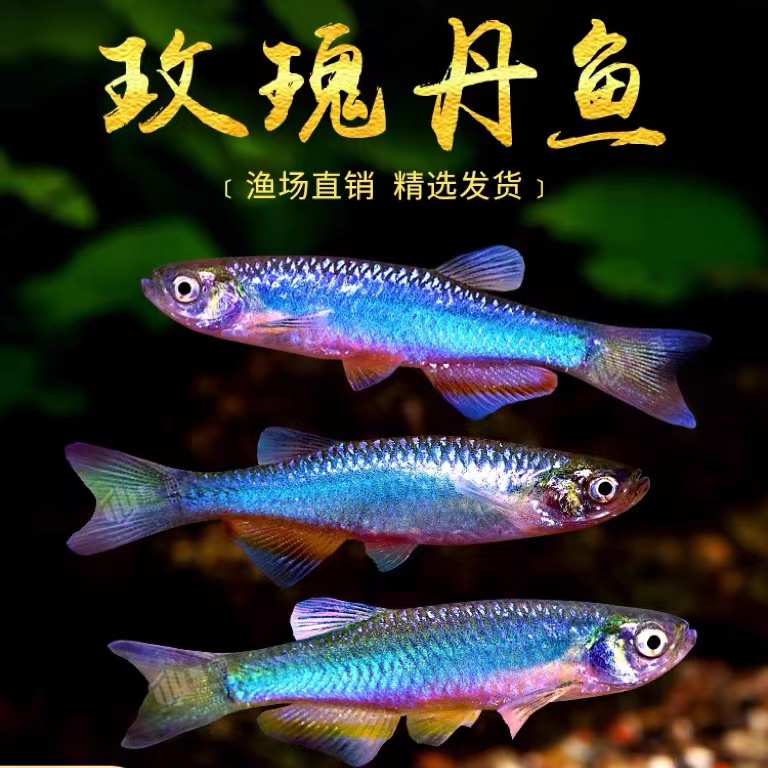 玫瑰丹鱼稀有原生鱼小型冷水鱼观赏鱼淡水小鱼冷水观赏鱼好养耐活
