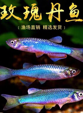 玫瑰丹鱼稀有原生鱼小型冷水鱼观赏鱼淡水小鱼冷水观赏鱼好养耐活